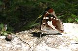 6542_Grote weerschijnvlinder - Triglav N.P. (Slowenie)